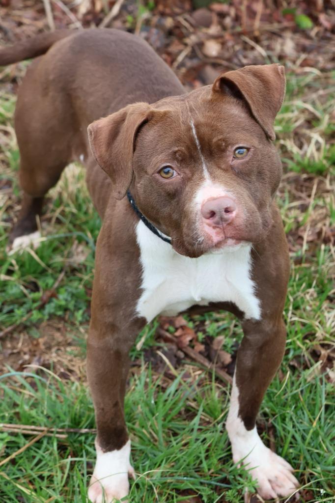 Enlarge Lilly, a Adoptable mixed breed in Columbia, TN image 1/6