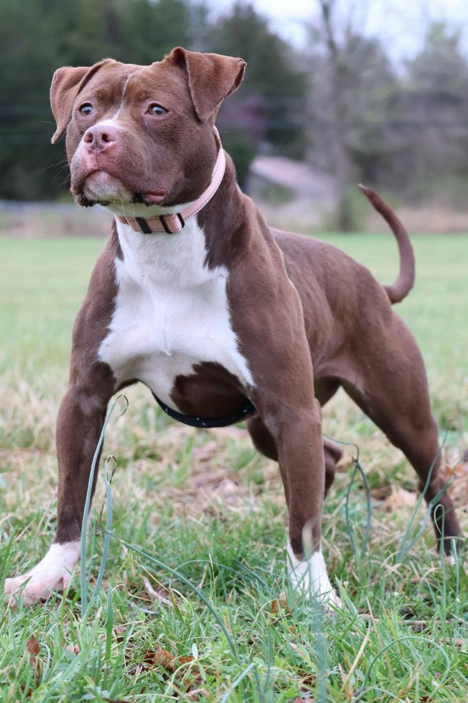 Lilly, Adoptable, Adult Female Mixed Breed.