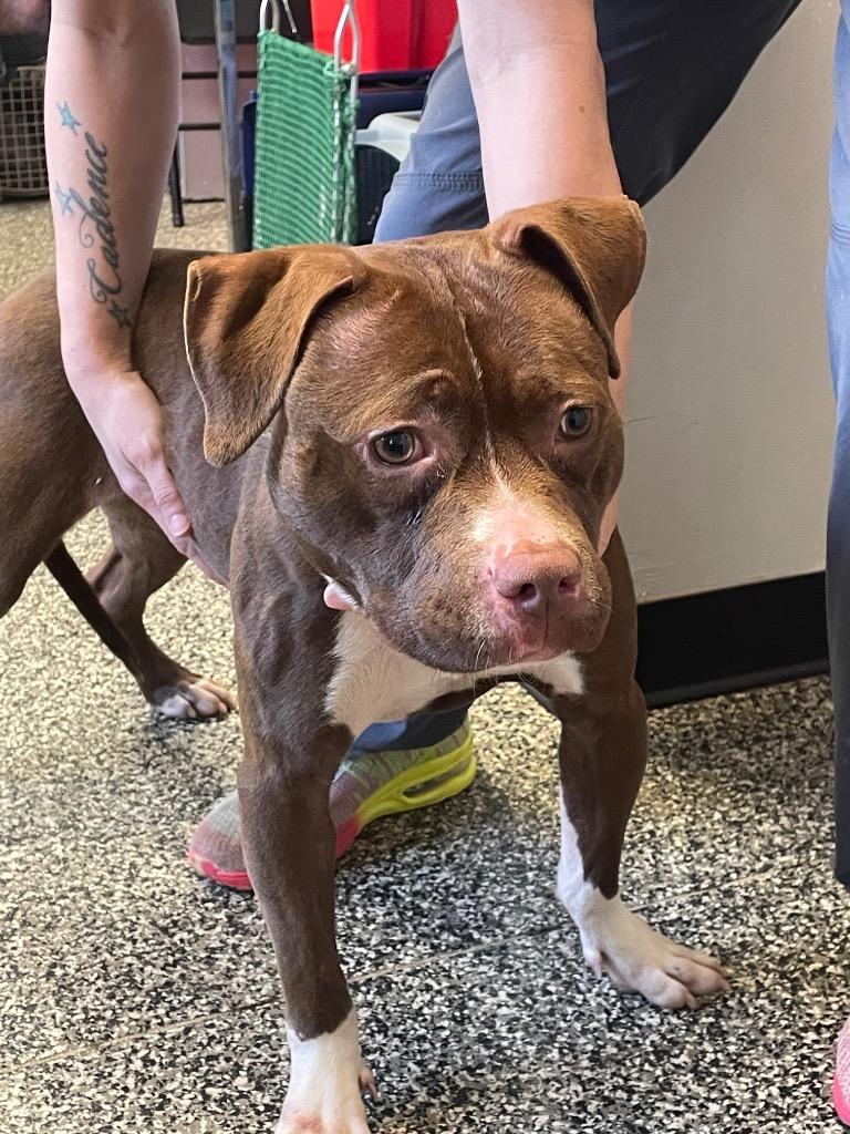 Enlarge Lilly, a Adoptable mixed breed in Columbia, TN image 2/6