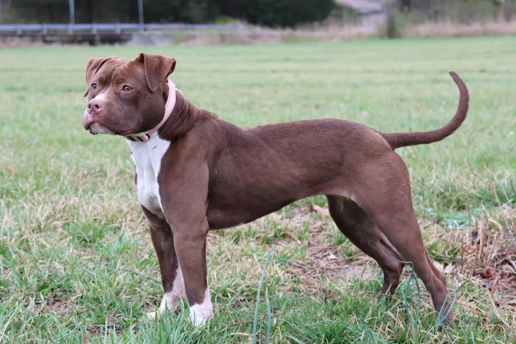 Enlarge Lilly, a Adoptable mixed breed in Columbia, TN image 3/6
