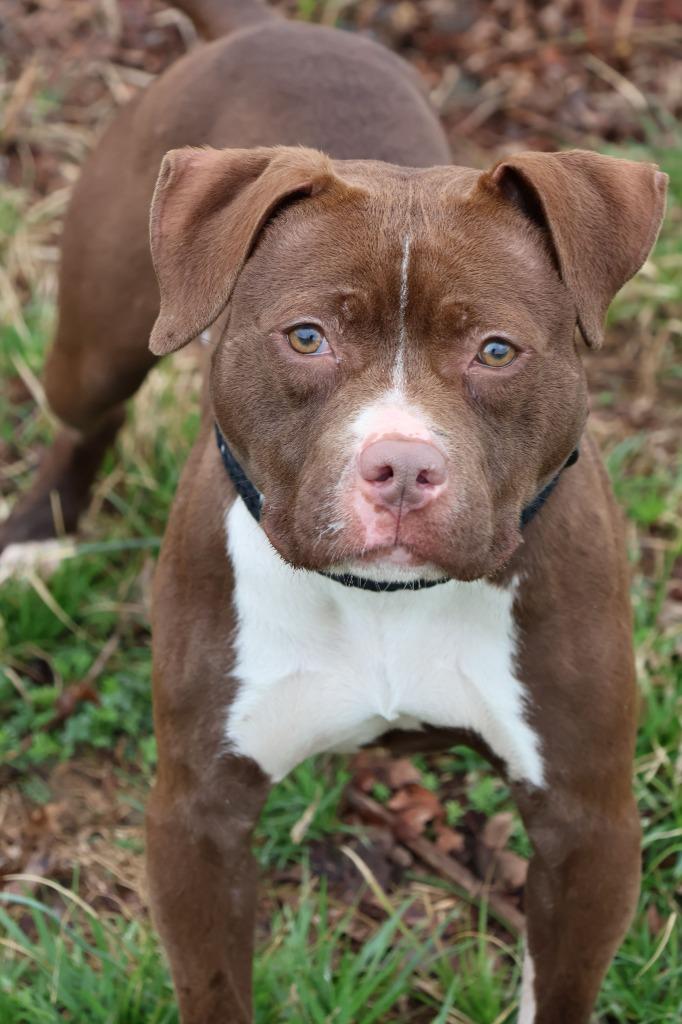 Enlarge Lilly, a Adoptable mixed breed in Columbia, TN image 2/6