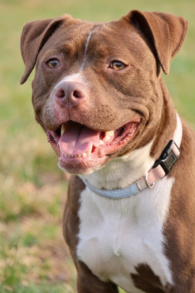 Enlarge Lilly, a Adoptable mixed breed in Columbia, TN image 5/6