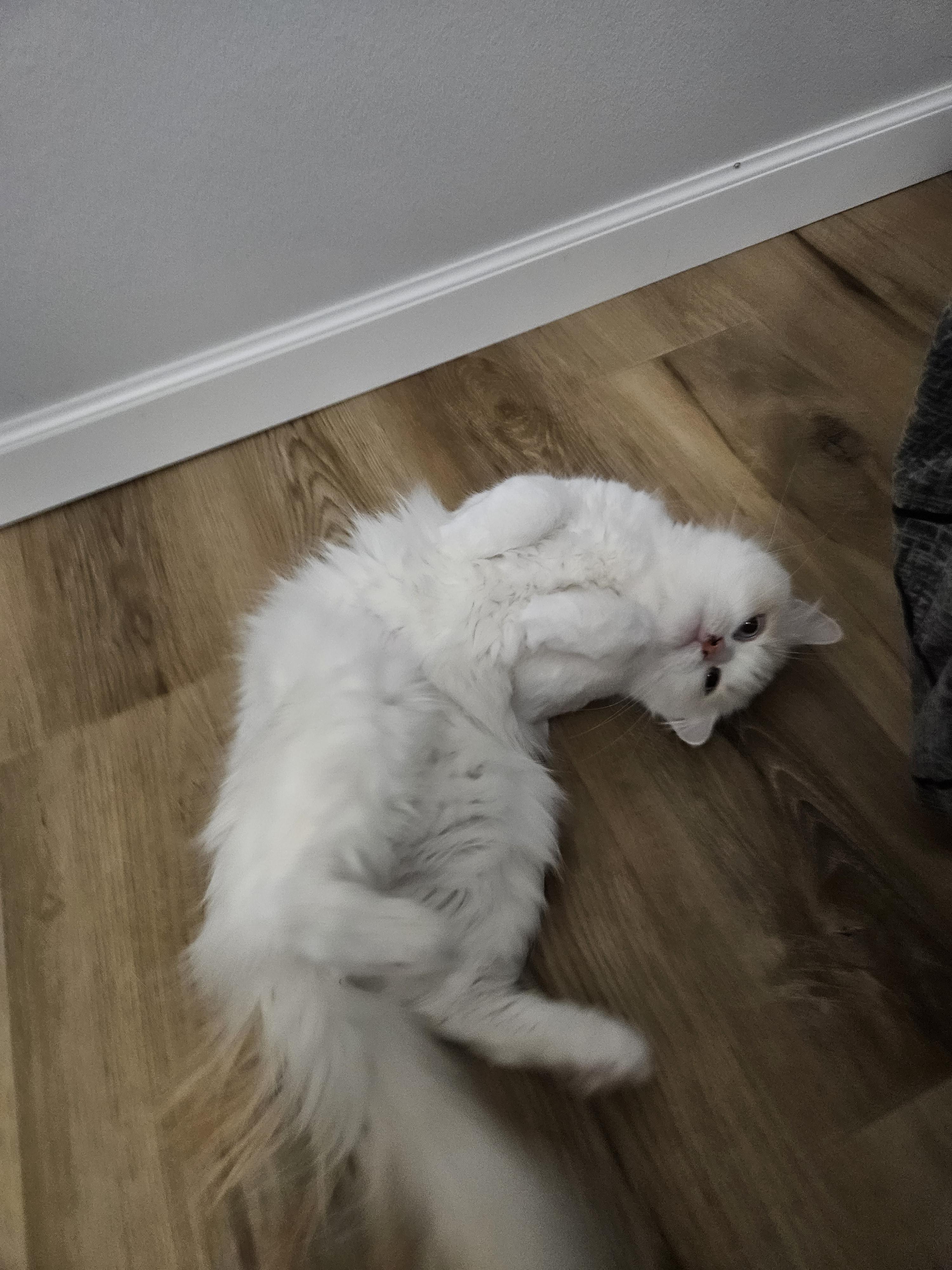 Enlarge Coconut, an adopted mixed breed in Stoughton, WI image 5/6