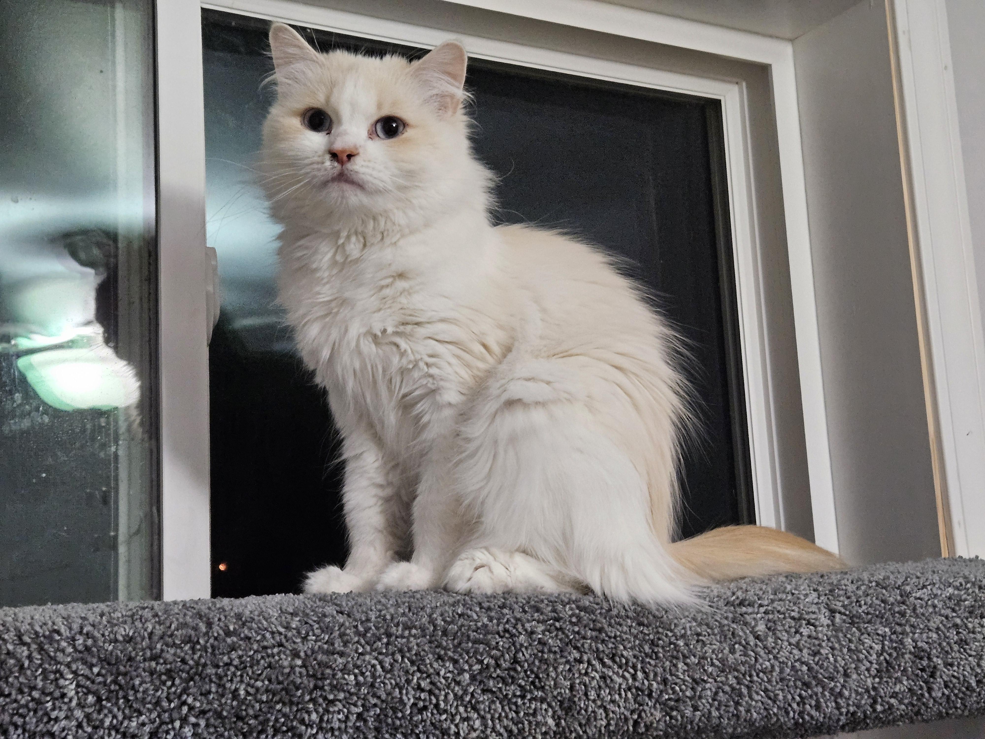 Coconut, adopted, Young Female Siamese.