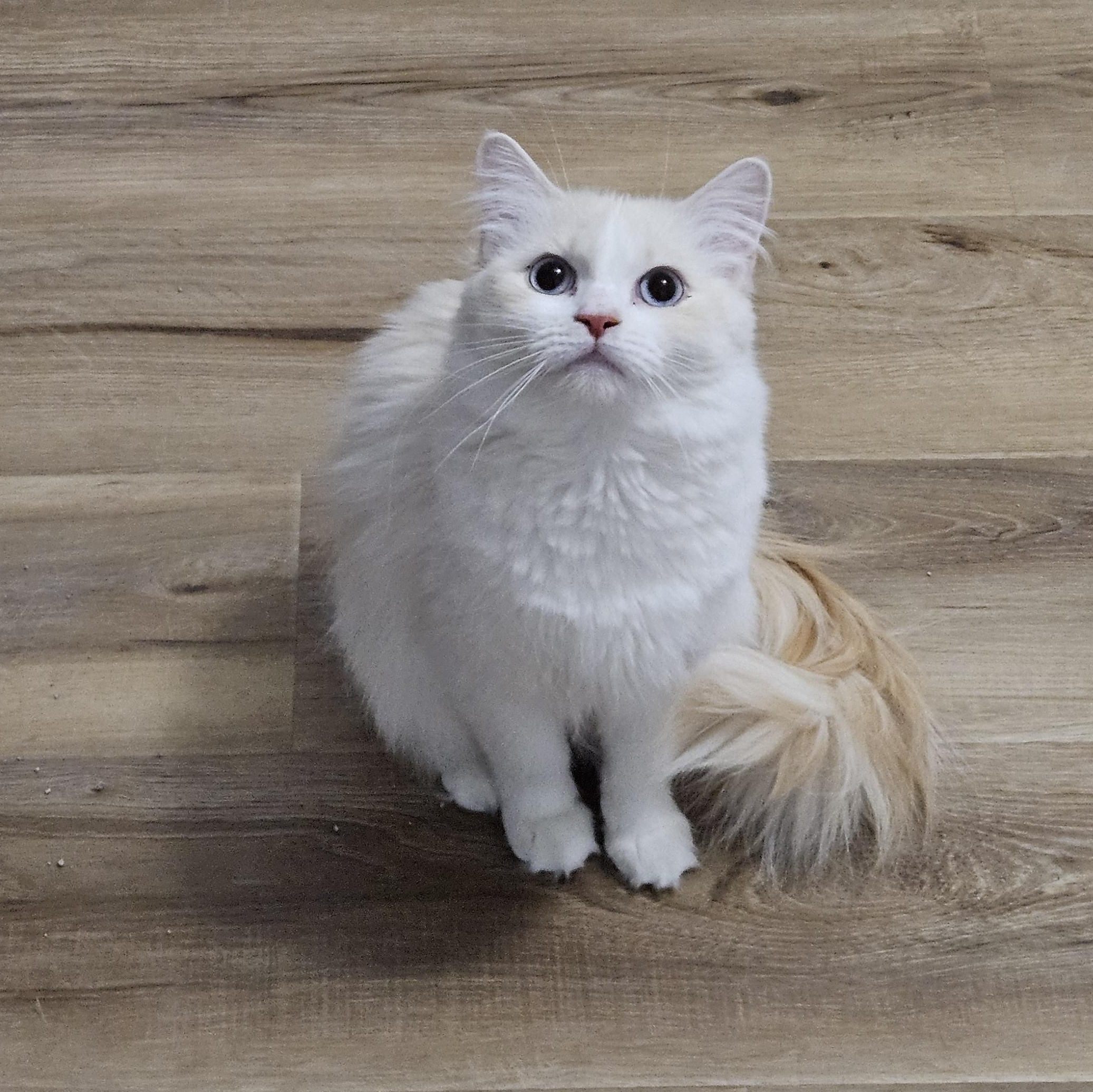 Enlarge Coconut, an adopted mixed breed in Stoughton, WI image 6/6