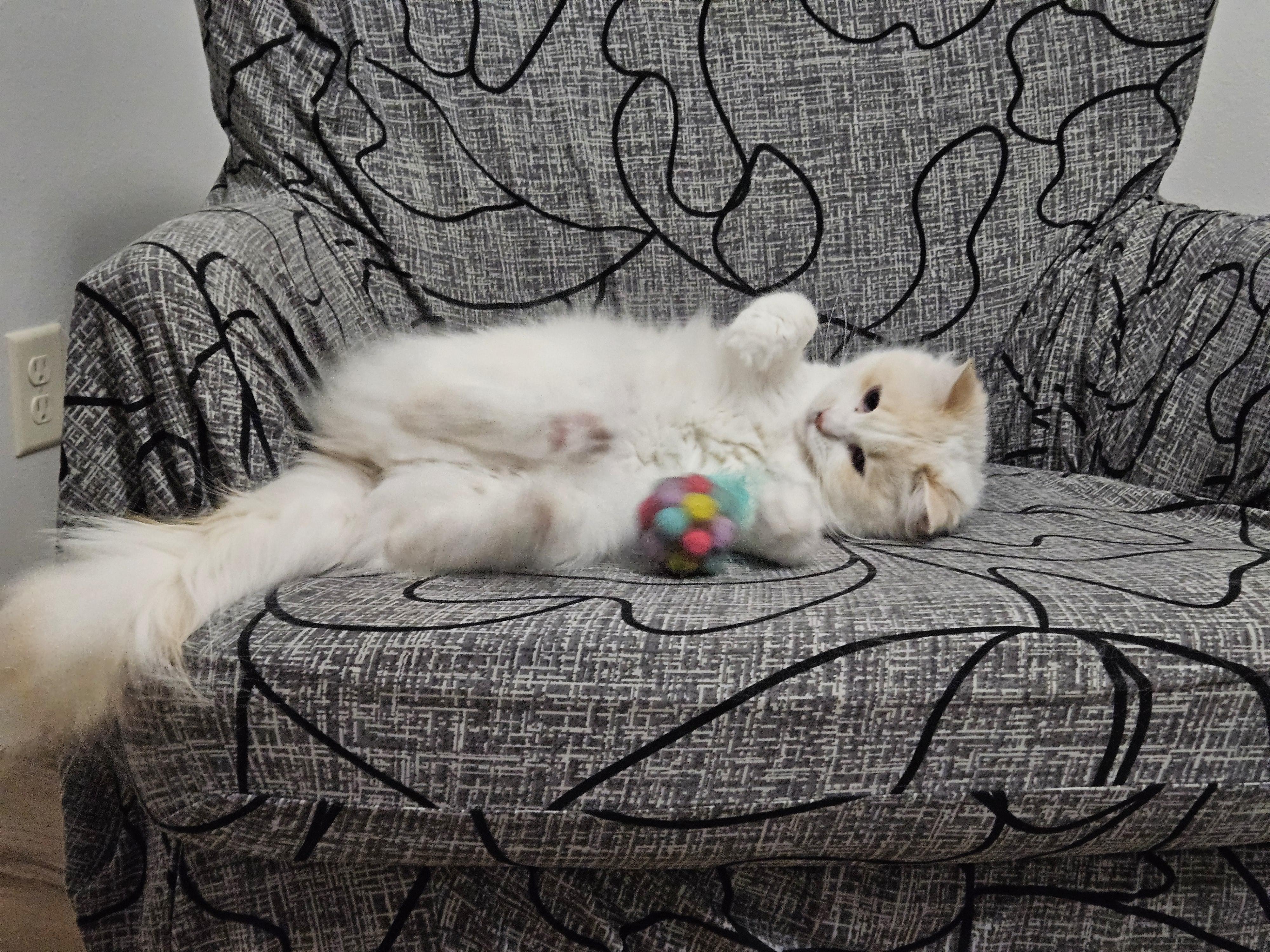 Enlarge Coconut, an adopted mixed breed in Stoughton, WI image 4/6