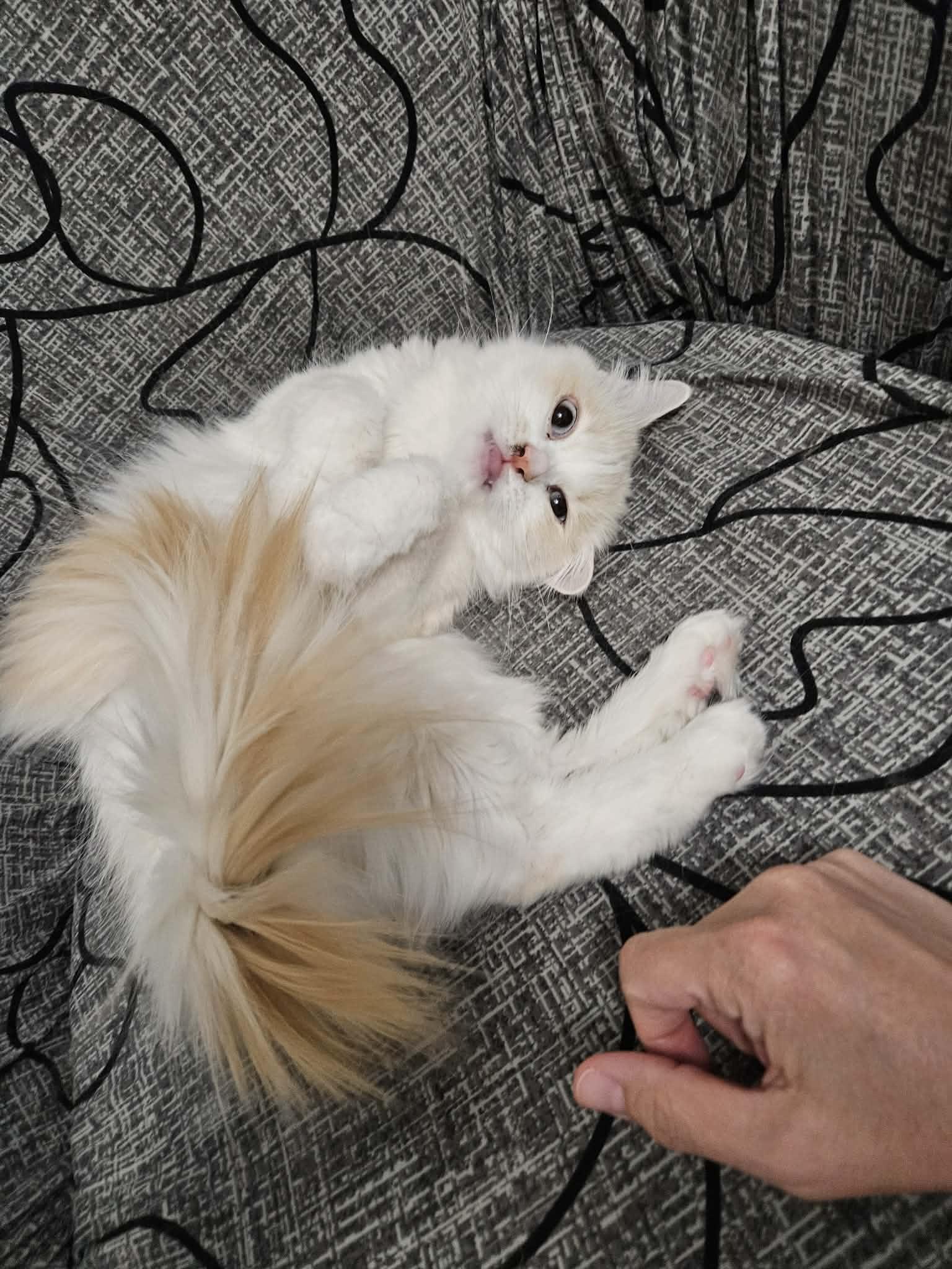 Enlarge Coconut, an adopted mixed breed in Stoughton, WI image 3/6