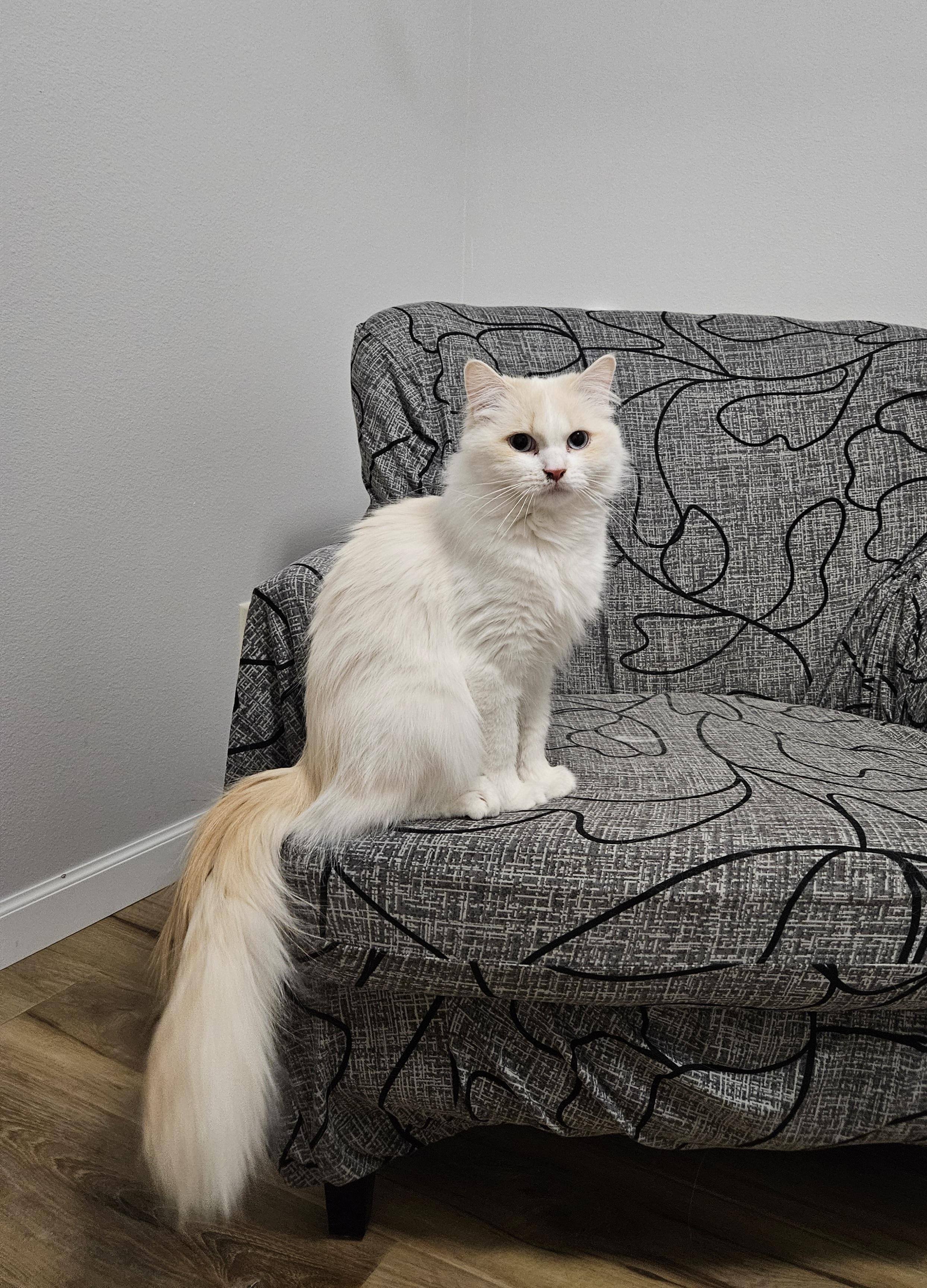 Enlarge Coconut, an adopted mixed breed in Stoughton, WI image 2/6