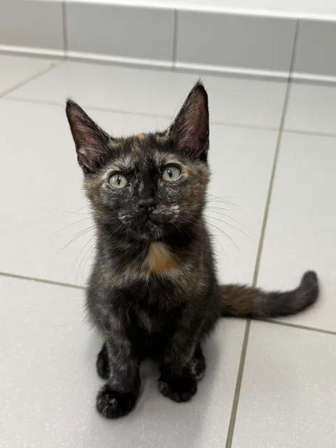Merry, ADOPTABLE, Kitten Female Domestic Short Hair.