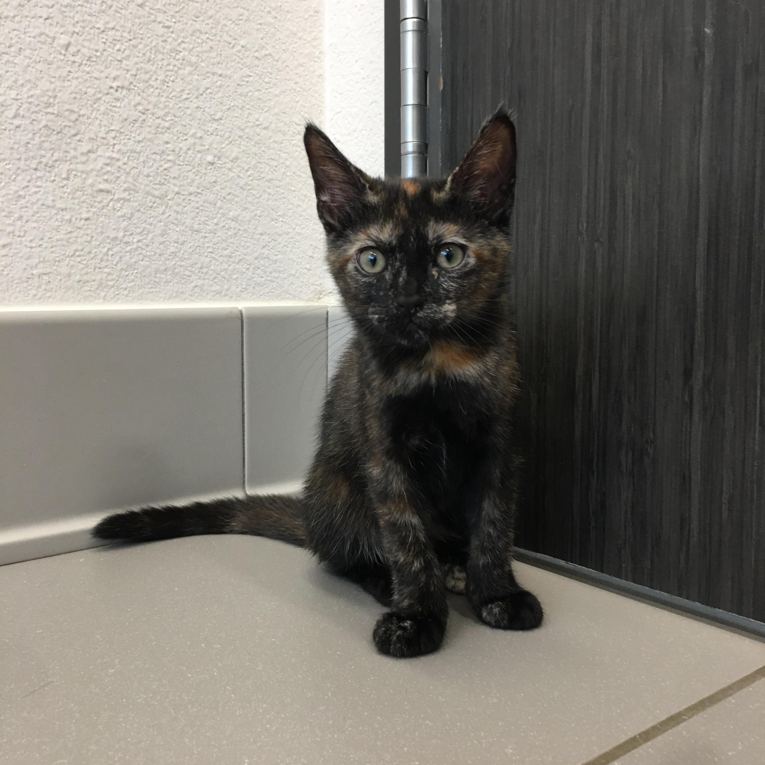 Merry, a ADOPTABLE Domestic Short Hair in Greenville, TX image 2/2