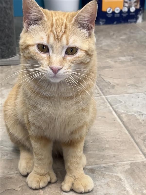 Enlarge Sunkist , a ADOPTABLE Tabby in Grand Rapids, MI image 3/6