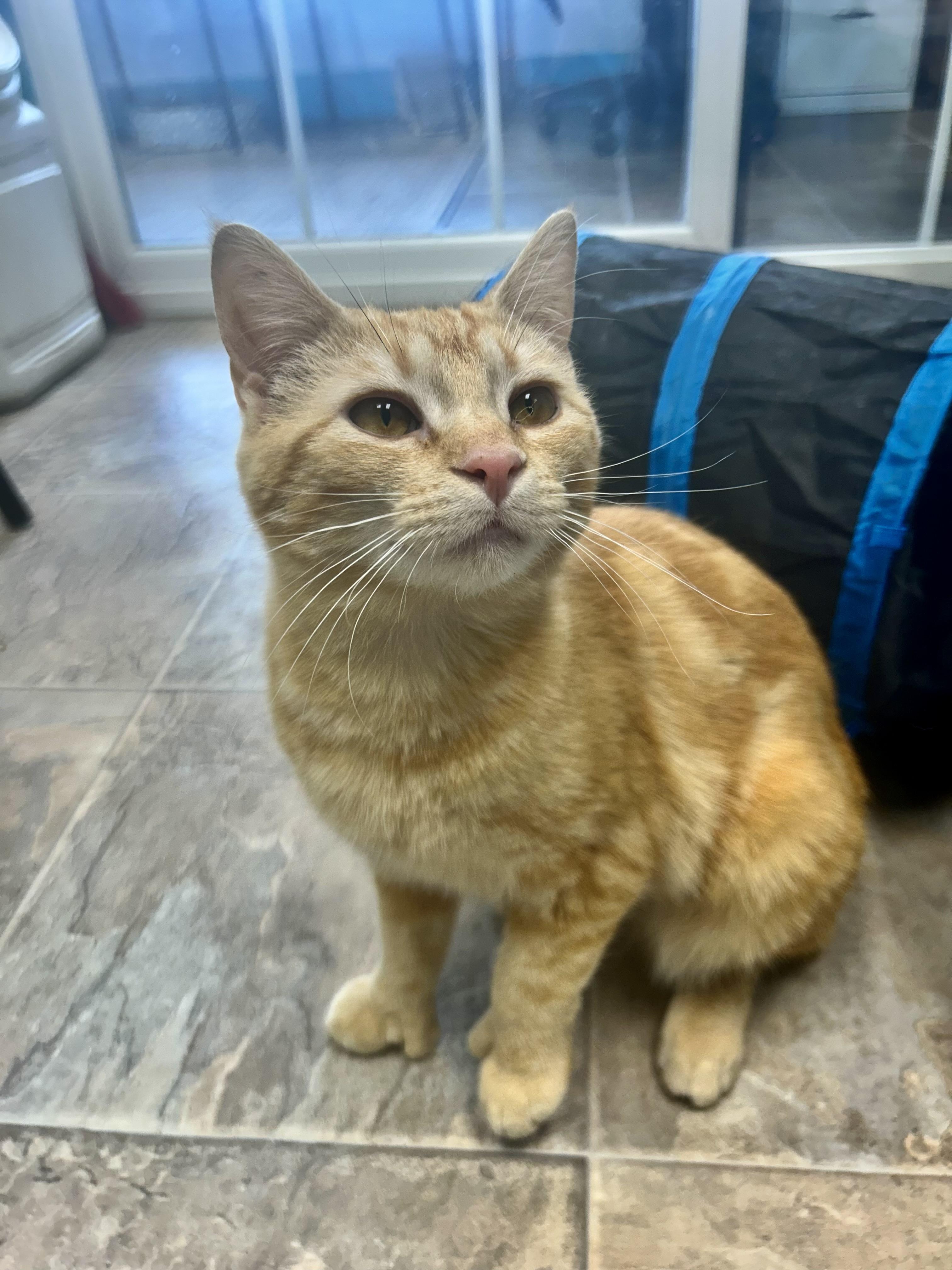 Enlarge Sunkist , a ADOPTABLE Tabby in Grand Rapids, MI image 1/6