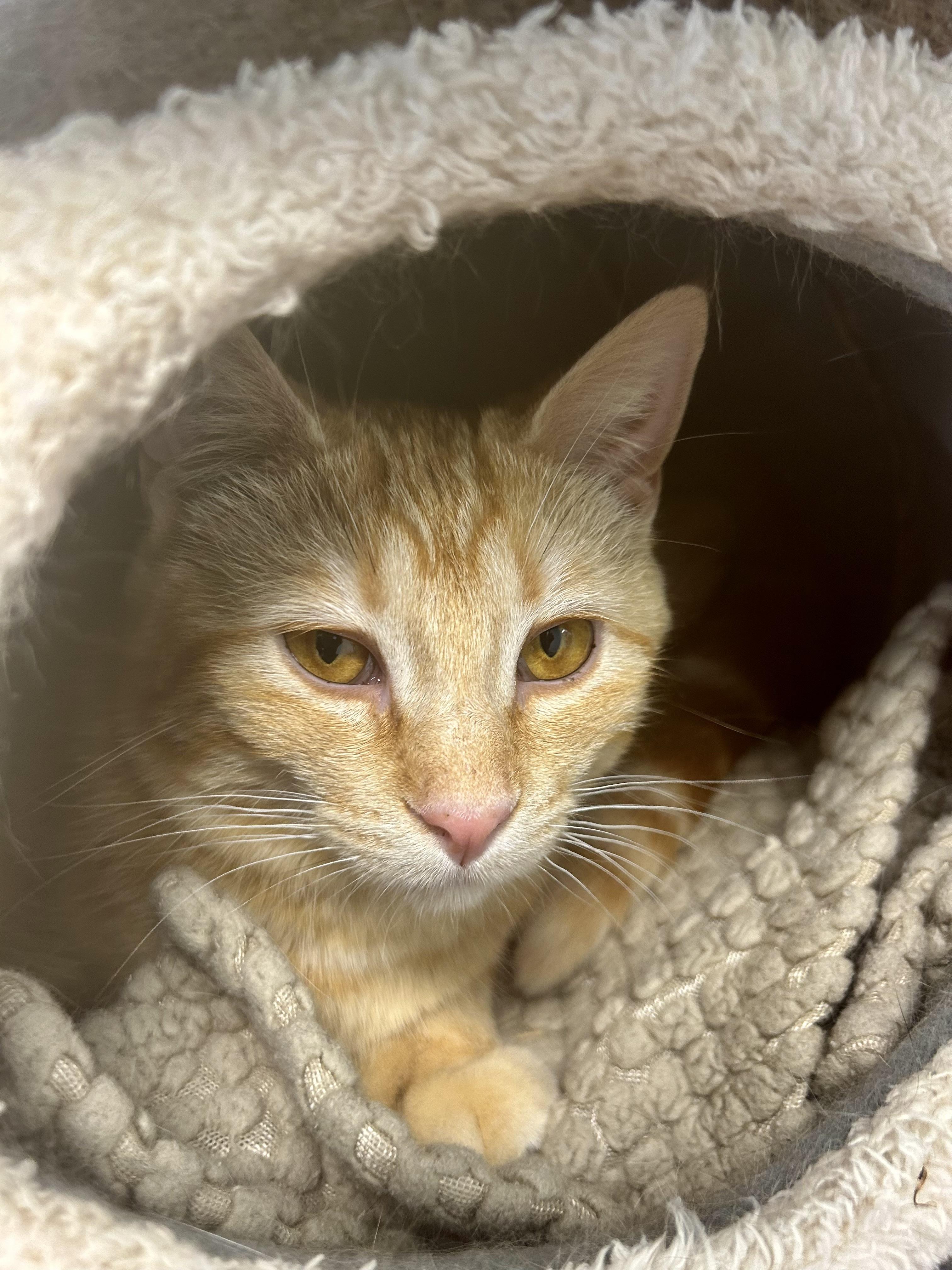 Enlarge Sunkist , a ADOPTABLE Tabby in Grand Rapids, MI image 6/6