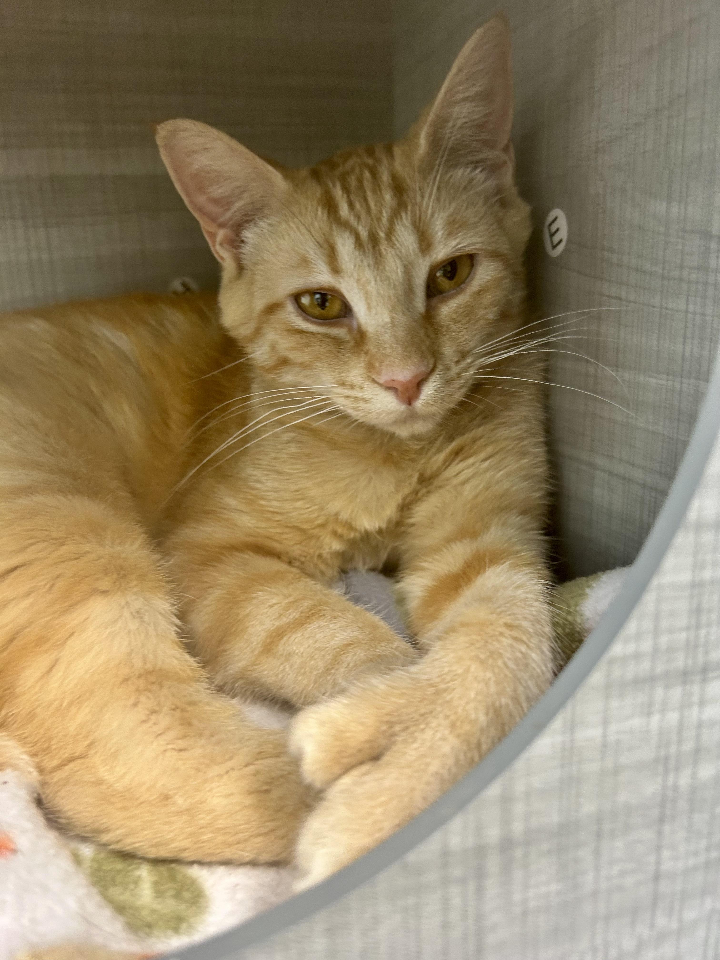 Enlarge Sunkist , a ADOPTABLE Tabby in Grand Rapids, MI image 6/6