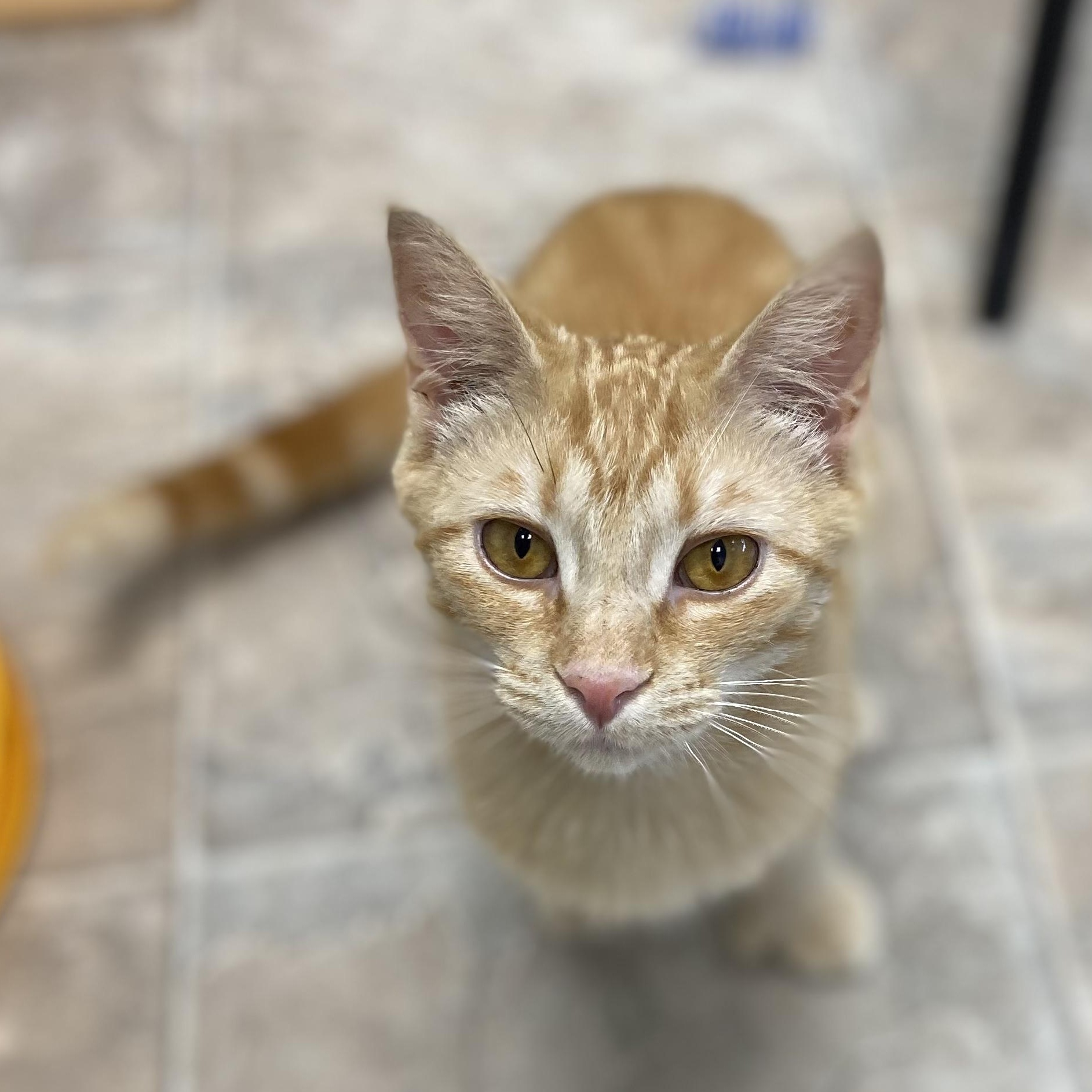 Enlarge Sunkist , a ADOPTABLE Tabby in Grand Rapids, MI image 5/6