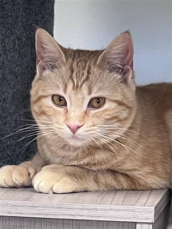 Enlarge Sunkist , a ADOPTABLE Tabby in Grand Rapids, MI image 4/6