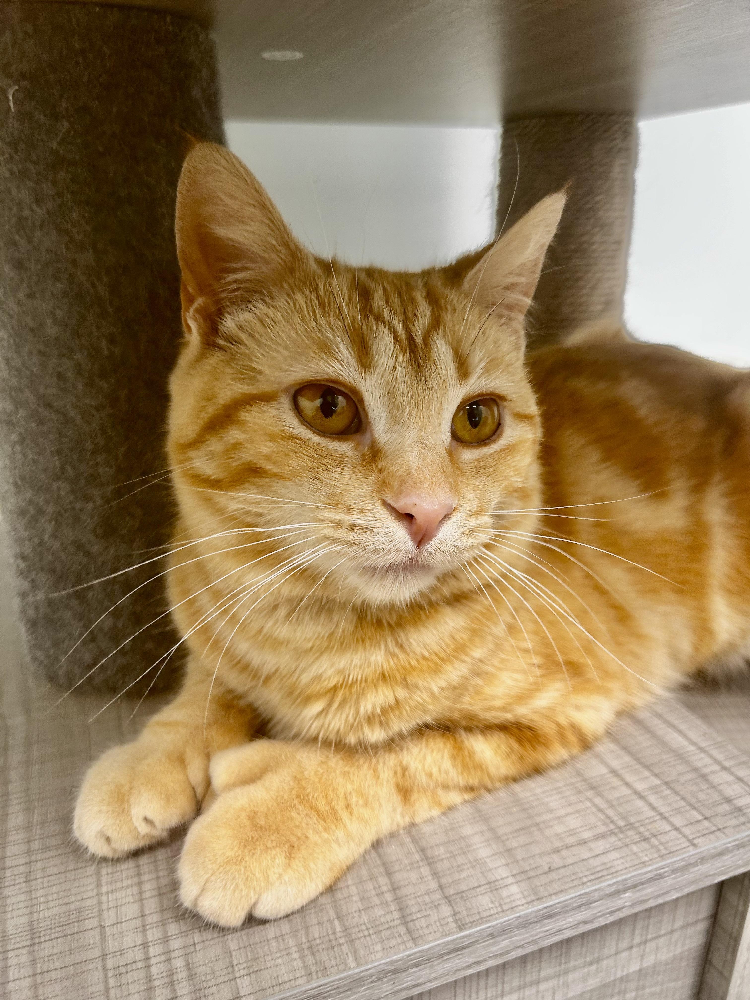 Enlarge Sunkist , a ADOPTABLE Tabby in Grand Rapids, MI image 2/6