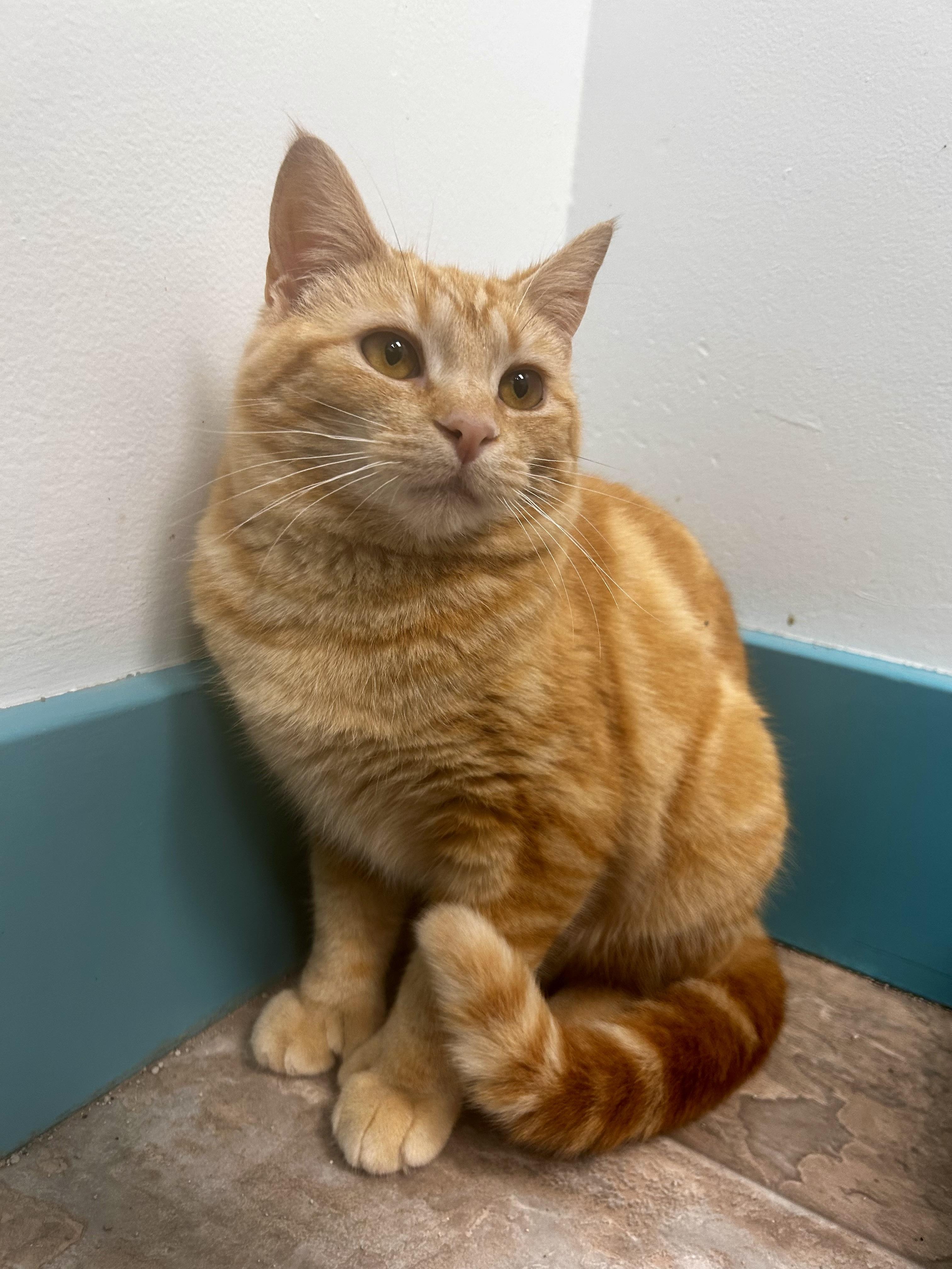 Enlarge Sunkist , a ADOPTABLE Tabby in Grand Rapids, MI image 5/6