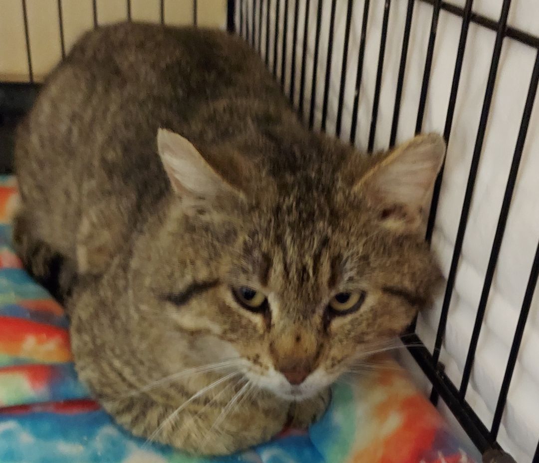 Smokey ****Working Cat****, Adoptable, Adult Male Tabby.