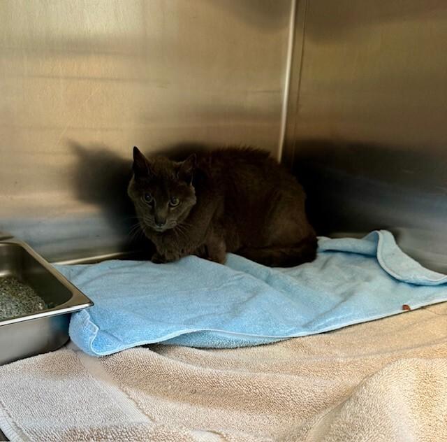 Evan, Adoptable, Adult Female Domestic Short Hair.