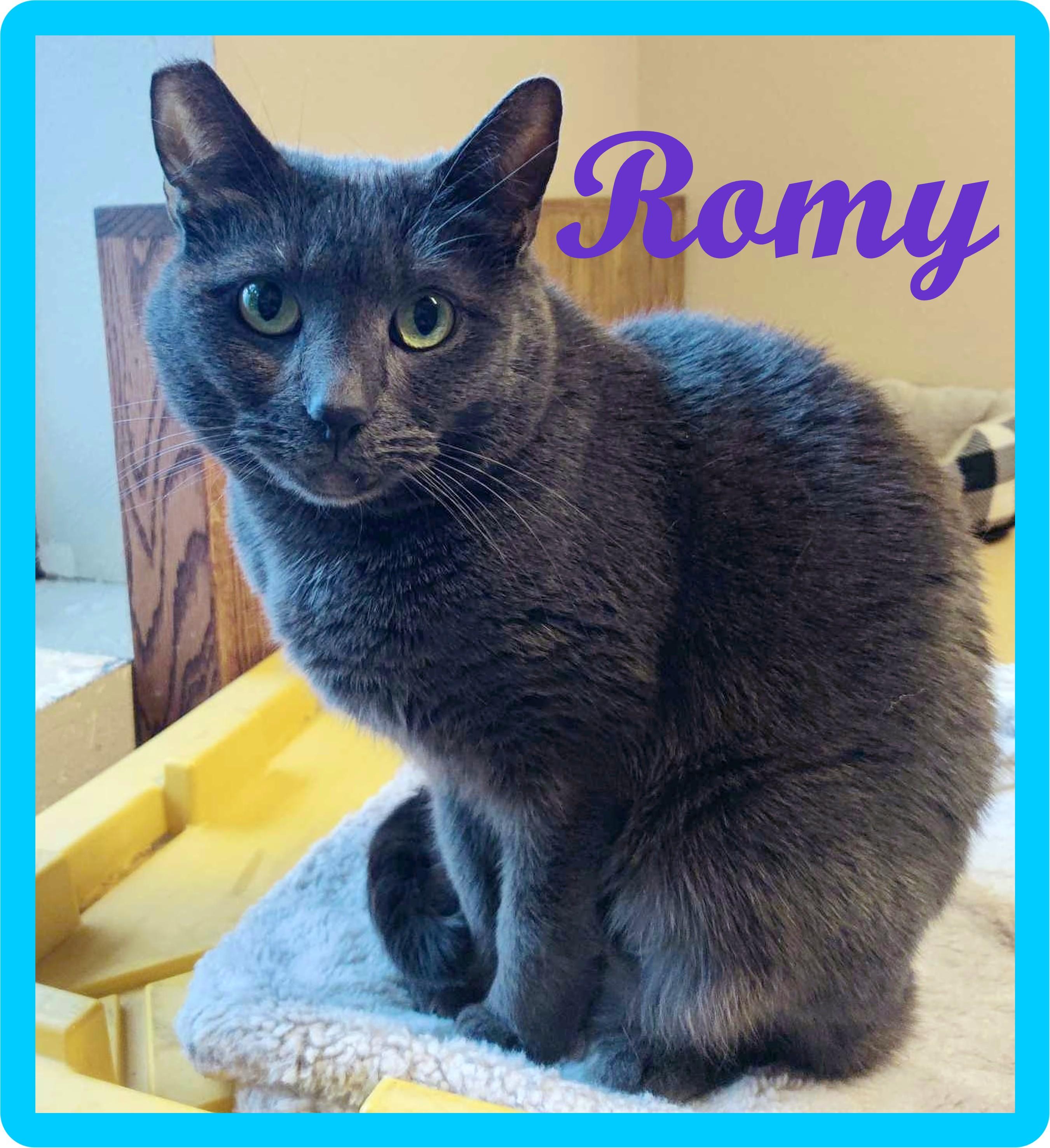 Enlarge Murphy, Romy & Michele, a Adoptable Domestic Short Hair in Eugene, OR image 4/5