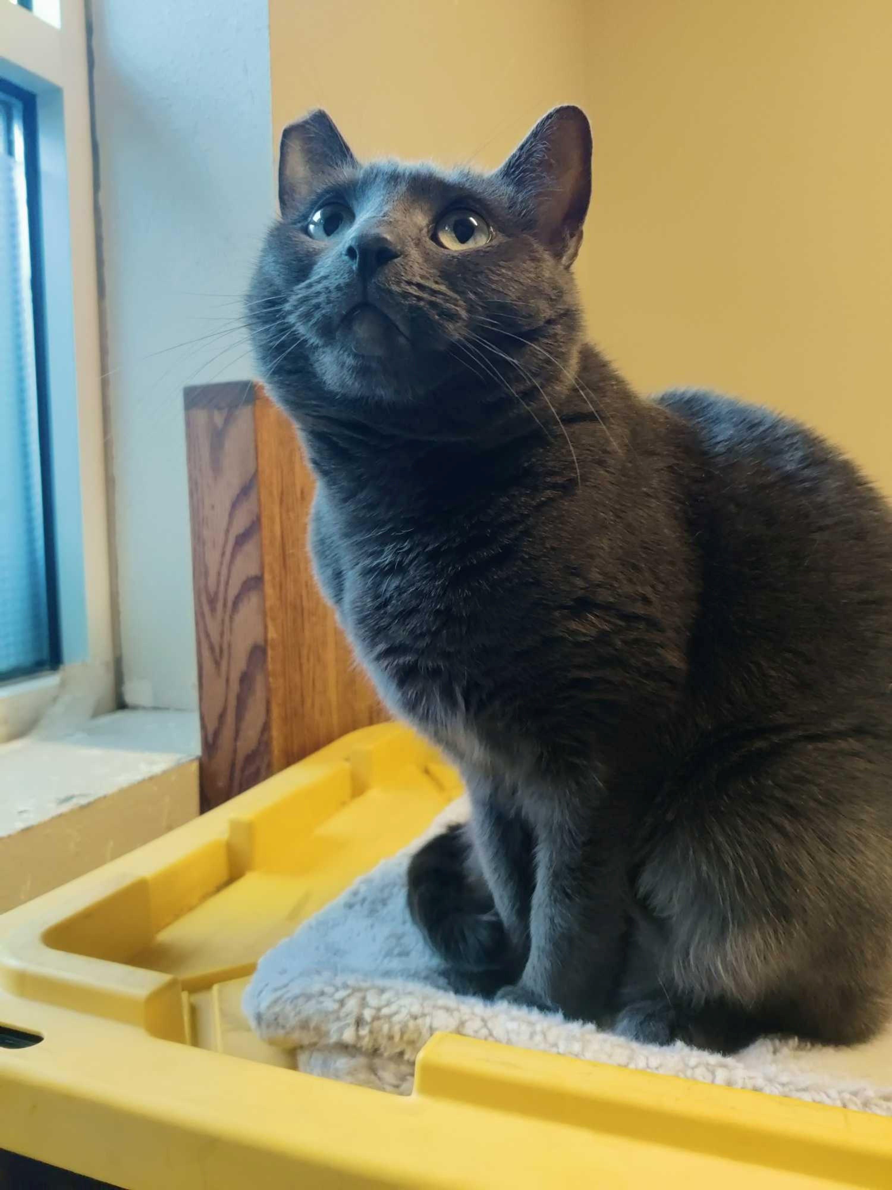 Enlarge Murphy, Romy & Michele, a Adoptable Domestic Short Hair in Eugene, OR image 2/5