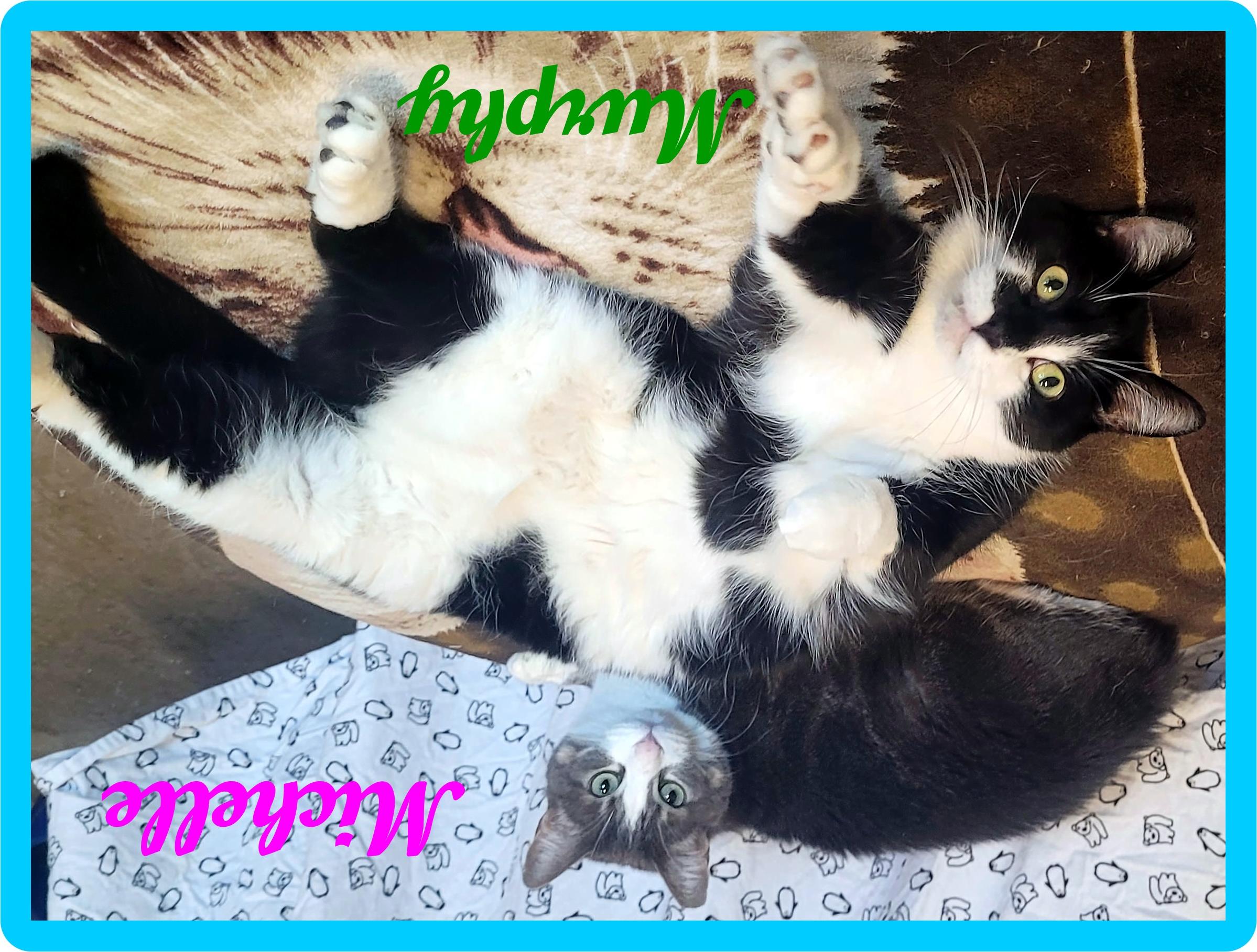 Murphy, Romy & Michele, Adoptable, Adult Female Domestic Short Hair.