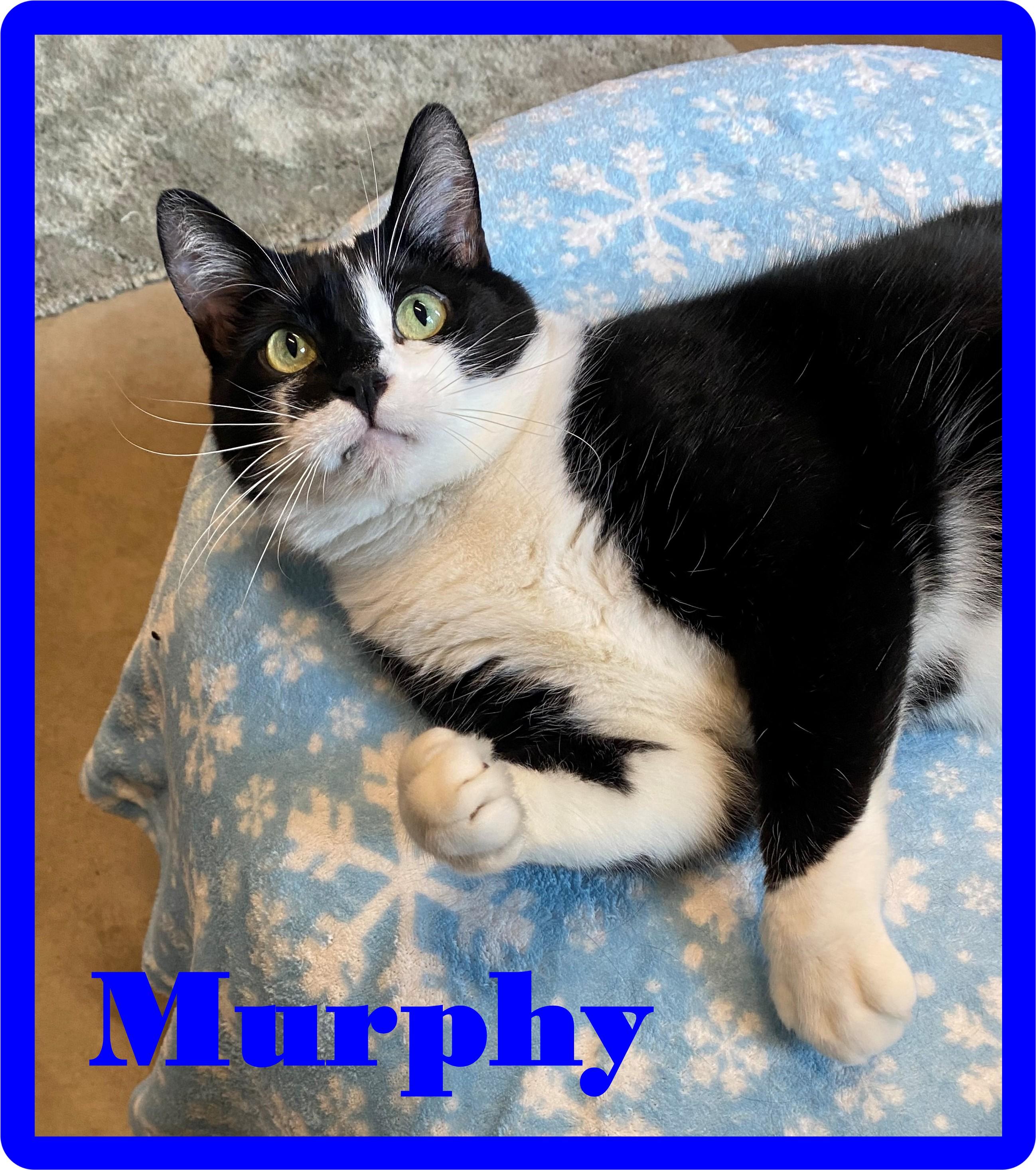 Enlarge Murphy, Romy & Michele, a Adoptable Domestic Short Hair in Eugene, OR image 3/5