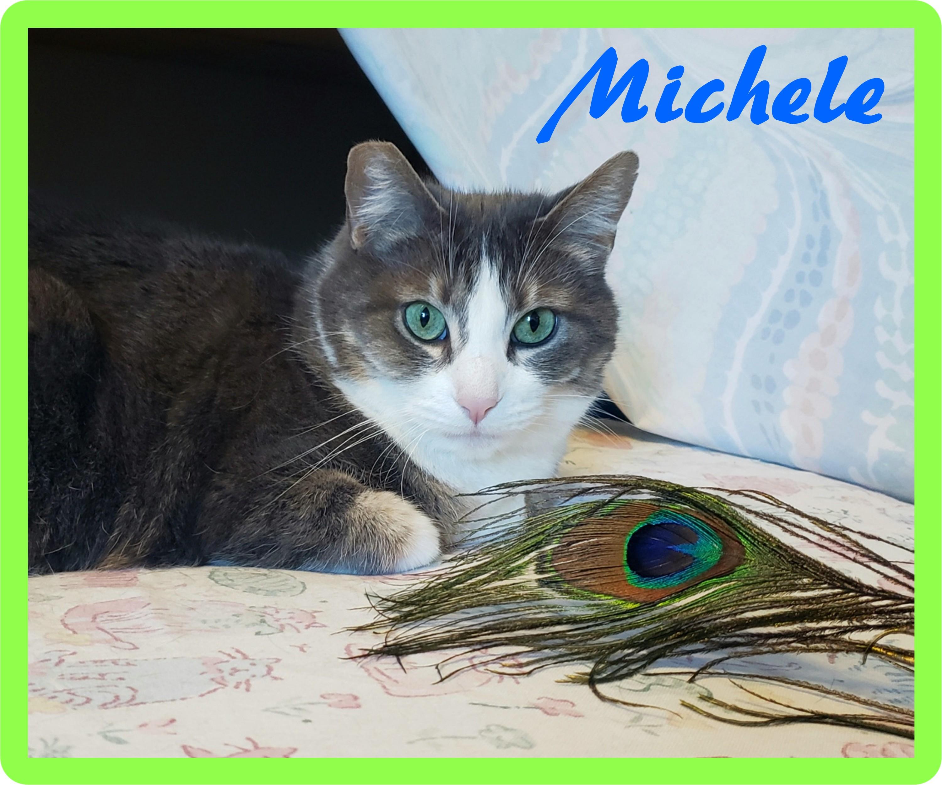 Enlarge Murphy, Romy & Michele, a Adoptable Domestic Short Hair in Eugene, OR image 5/5