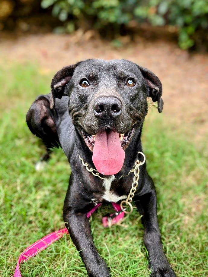 Shadow, Adoptable, Adult Male Mixed Breed.