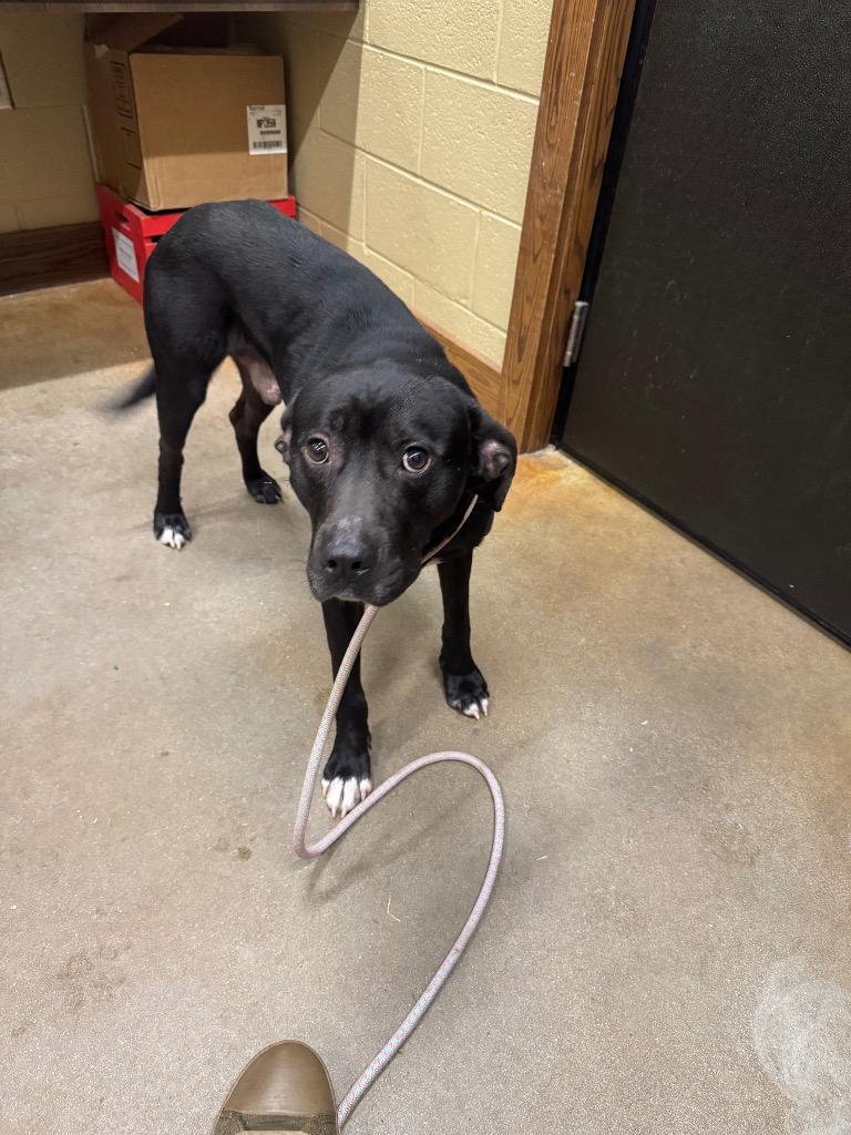 Enlarge Shadow, a Adoptable mixed breed in Douglasville, GA image 2/6