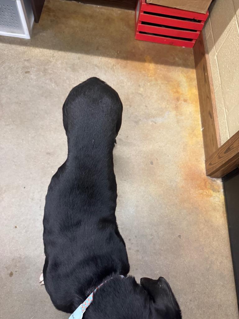 Enlarge Shadow, a Adoptable mixed breed in Douglasville, GA image 3/6