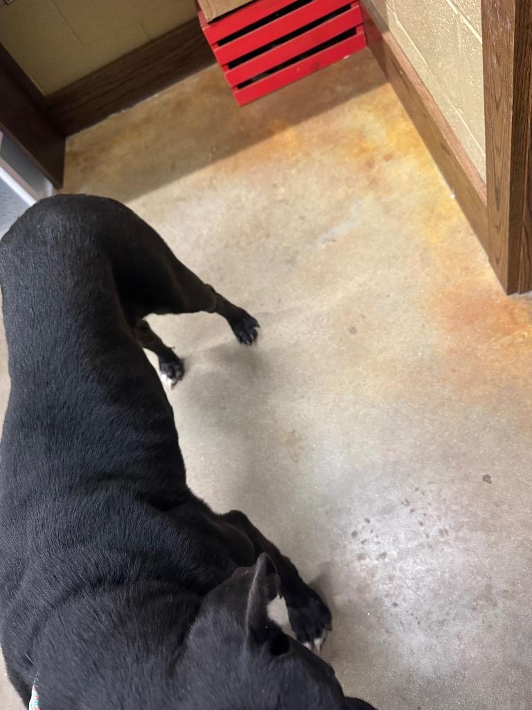 Enlarge Shadow, a Adoptable mixed breed in Douglasville, GA image 4/6