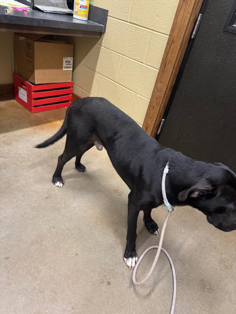 Enlarge Shadow, a Adoptable mixed breed in Douglasville, GA image 5/6