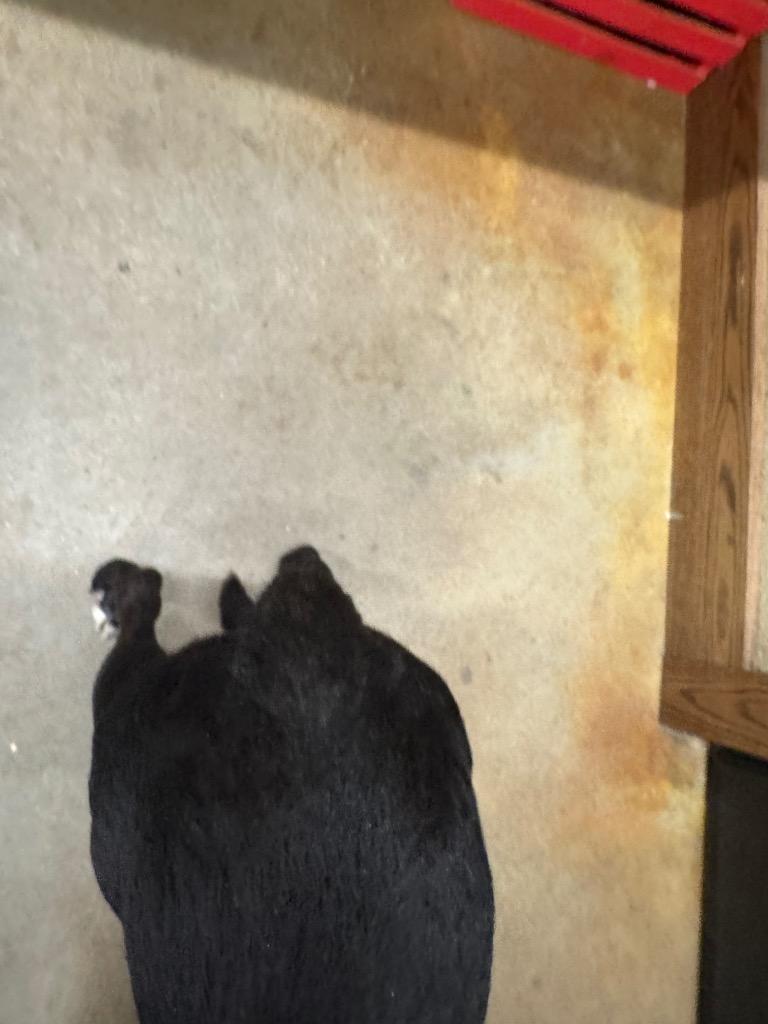 Enlarge Shadow, a Adoptable mixed breed in Douglasville, GA image 6/6