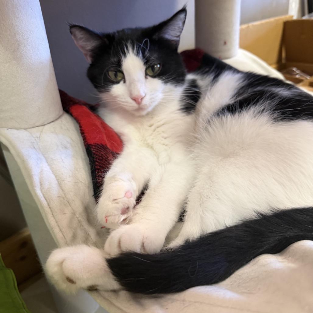 Enlarge Xena, a Adoptable Domestic Short Hair in Pittsburgh, PA image 1/3