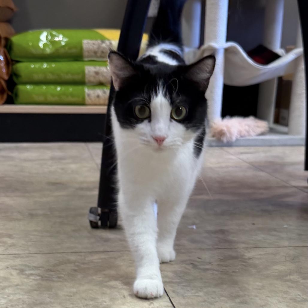 Enlarge Xena, a Adoptable Domestic Short Hair in Pittsburgh, PA image 2/3