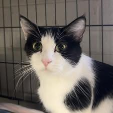 Enlarge Xena, a Adoptable Domestic Short Hair in Pittsburgh, PA image 3/3