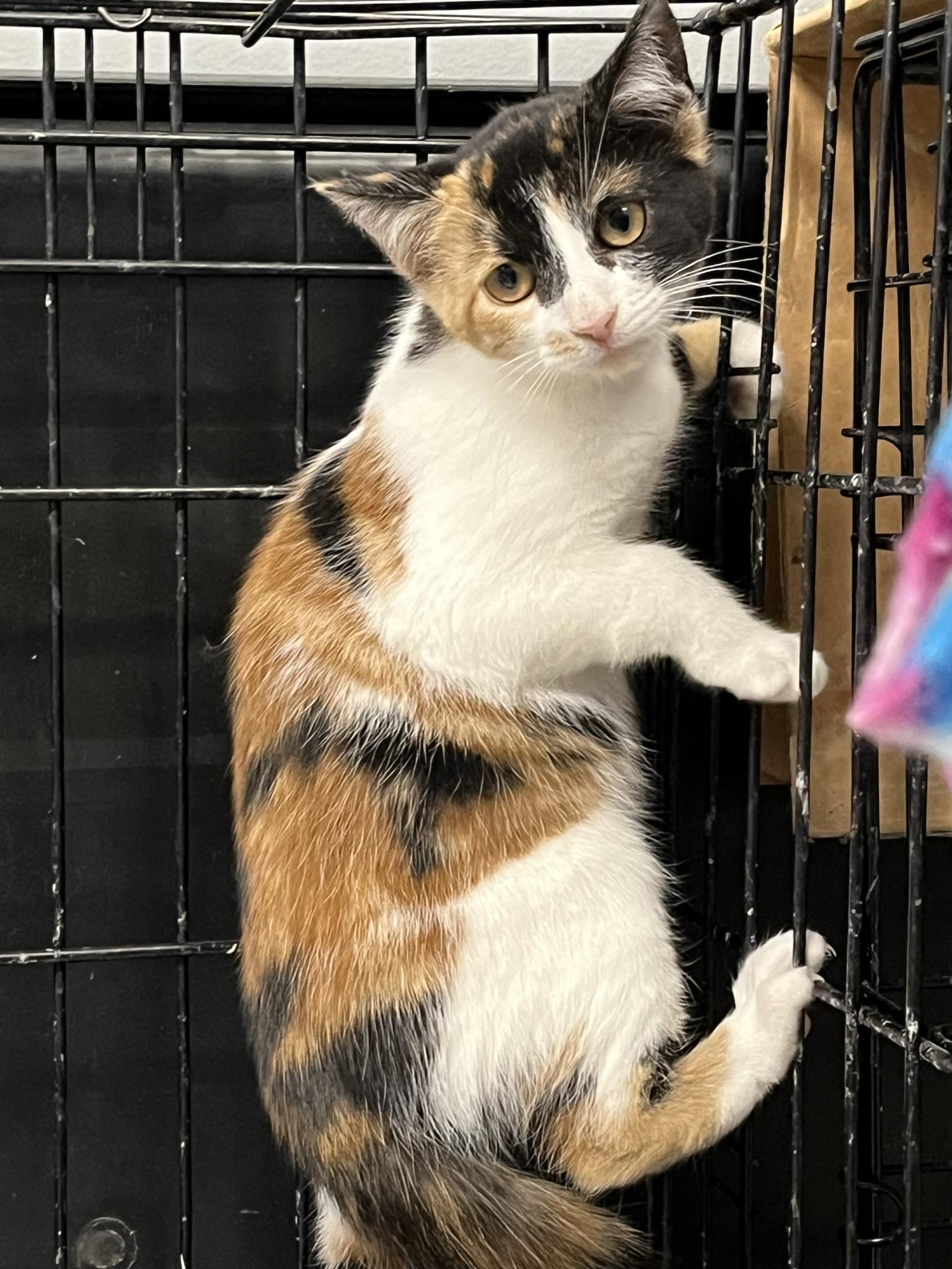 Mimi, Adopted, Adult Female Domestic Short Hair.