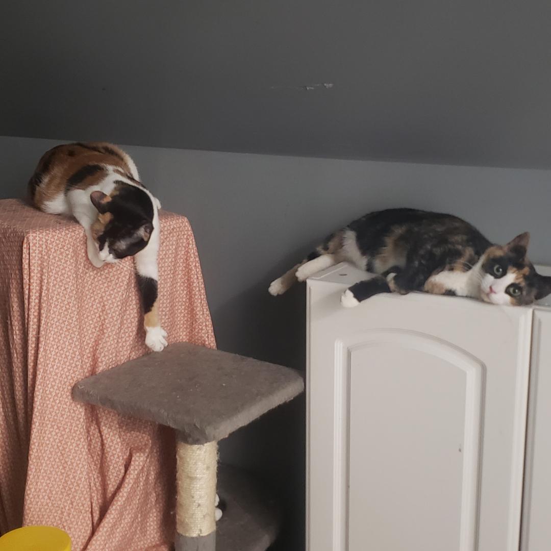 Enlarge Mimi, a Adopted Domestic Short Hair in Brighton, MI image 2/6