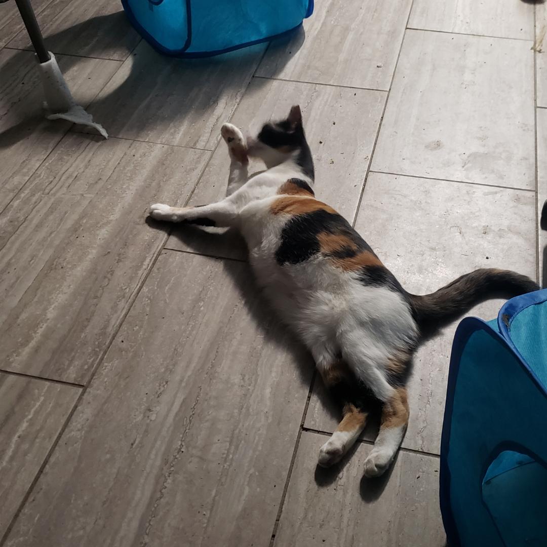 Enlarge Mimi, a Adopted Domestic Short Hair in Brighton, MI image 6/6