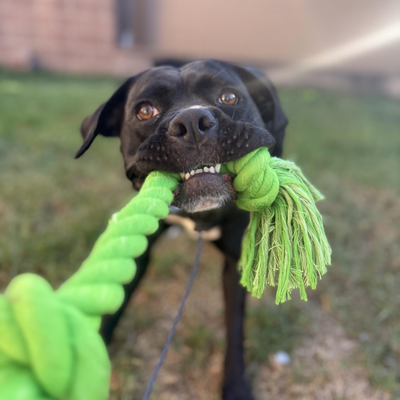 Enlarge Molly, a Adoptable mixed breed in Huntington Beach, CA image 4/6