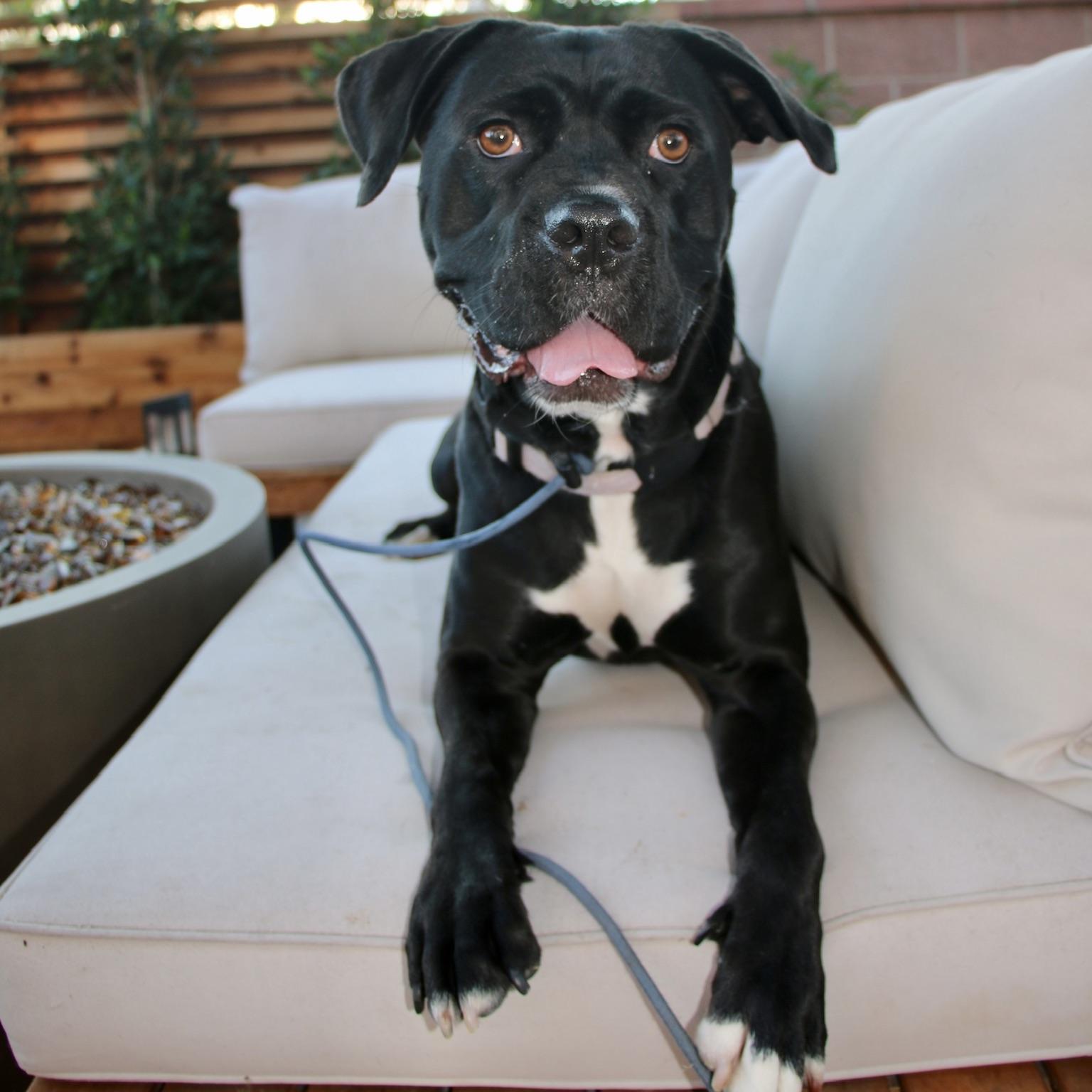 Enlarge Molly, a Adoptable mixed breed in Huntington Beach, CA image 3/6