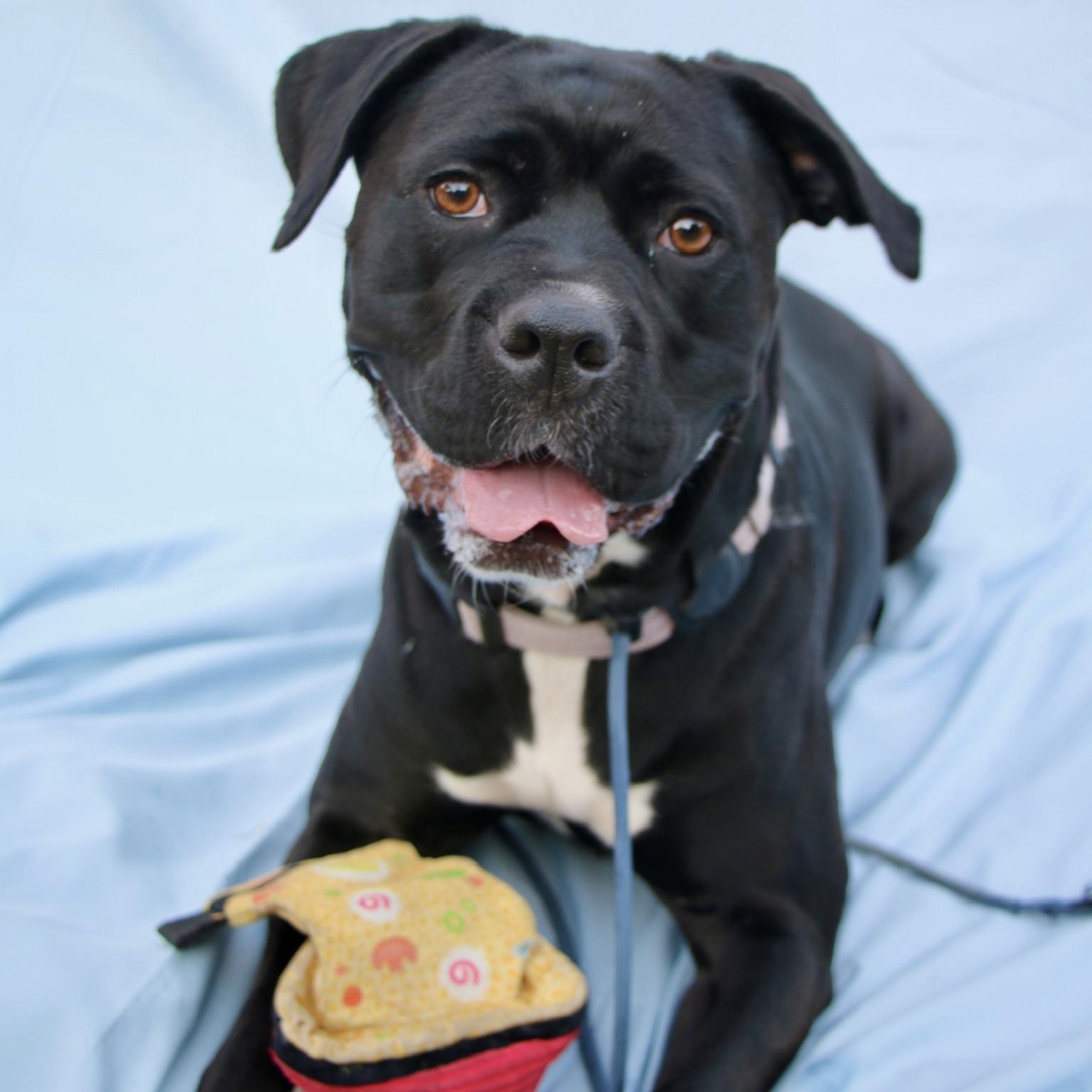 Enlarge Molly, a Adoptable mixed breed in Huntington Beach, CA image 2/6