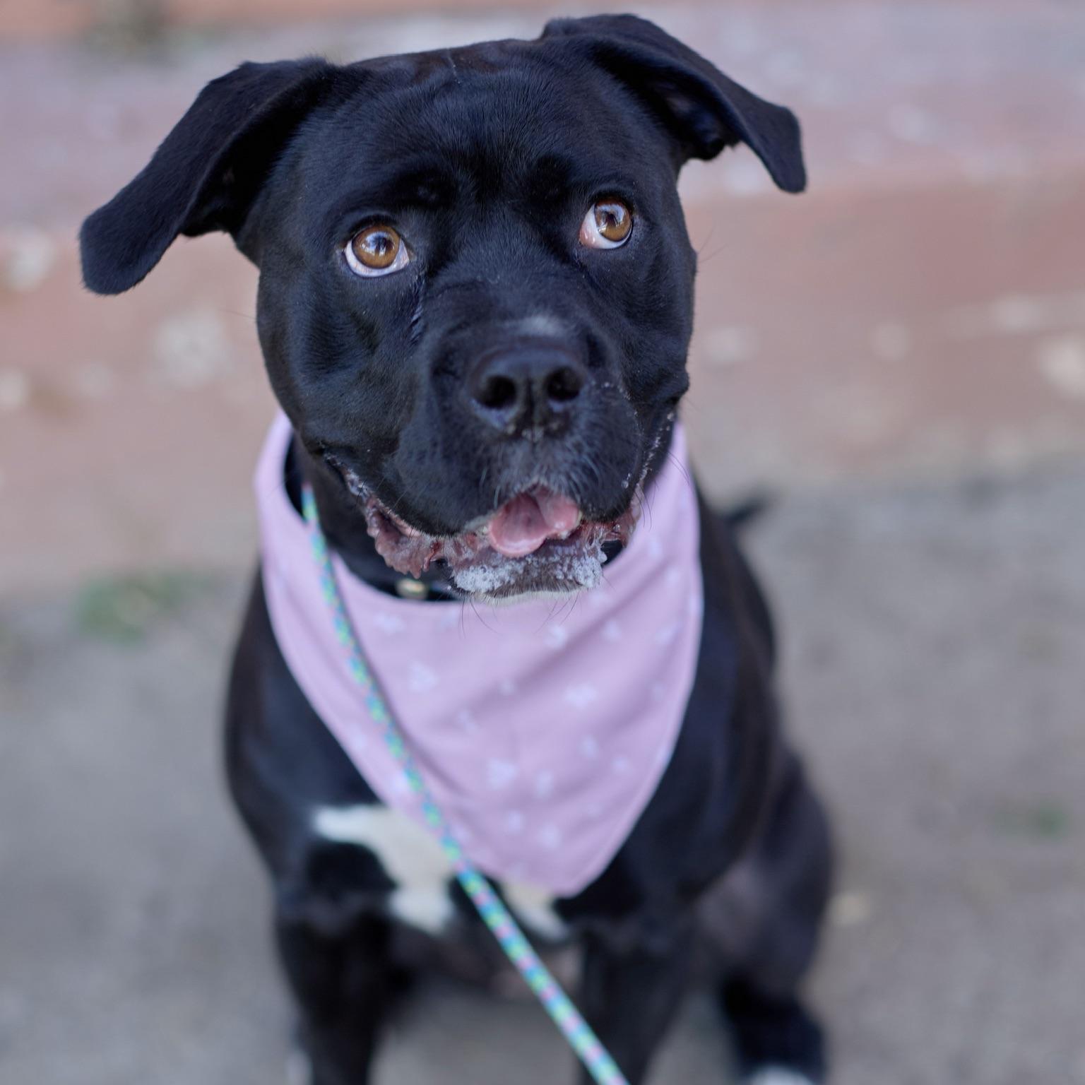 Enlarge Molly, a Adoptable mixed breed in Huntington Beach, CA image 1/6