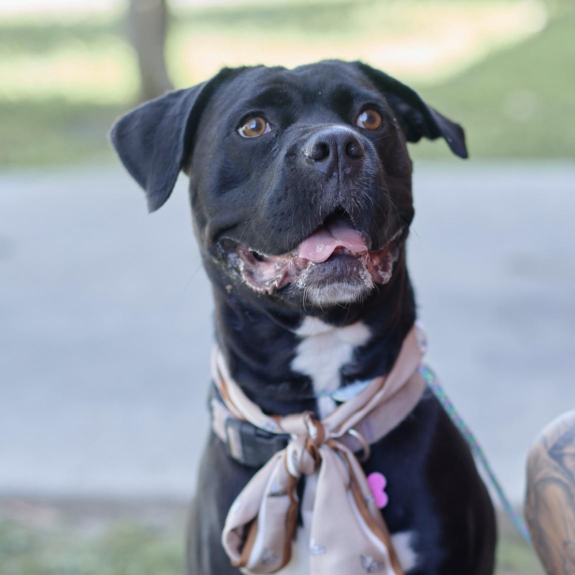 Enlarge Molly, a Adoptable mixed breed in Huntington Beach, CA image 5/6
