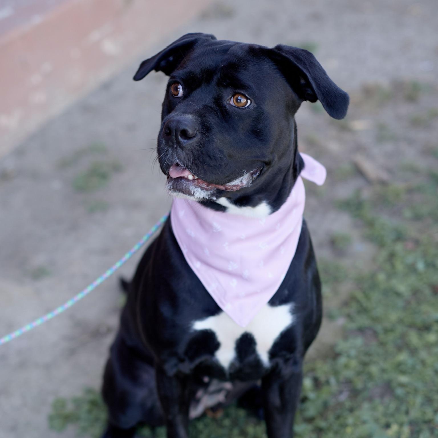 Enlarge Molly, a Adoptable mixed breed in Huntington Beach, CA image 6/6