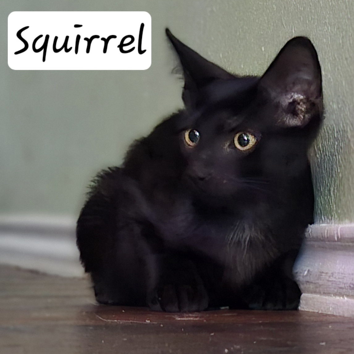 Enlarge Squirrel, a Adoptable Domestic Short Hair in Mabank, TX image 2/5