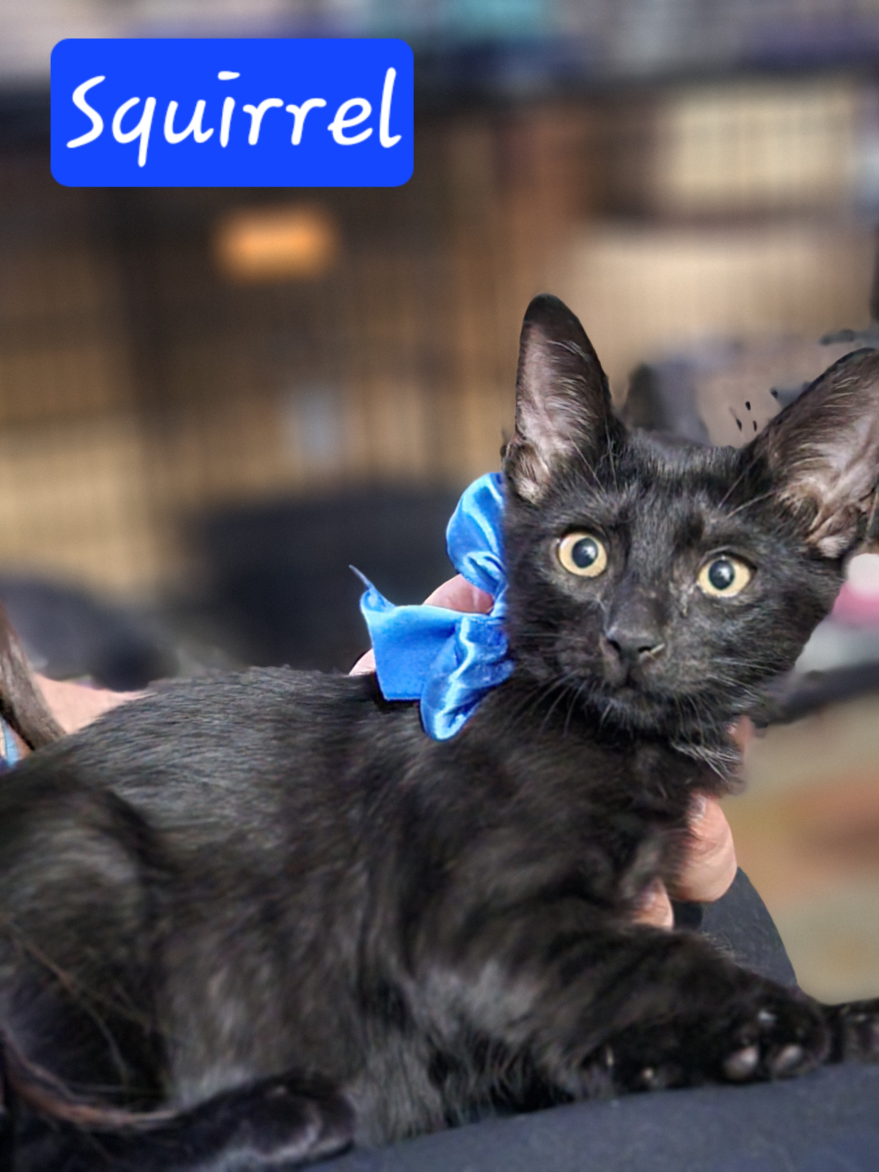 Enlarge Squirrel, a Adoptable Domestic Short Hair in Mabank, TX image 1/5