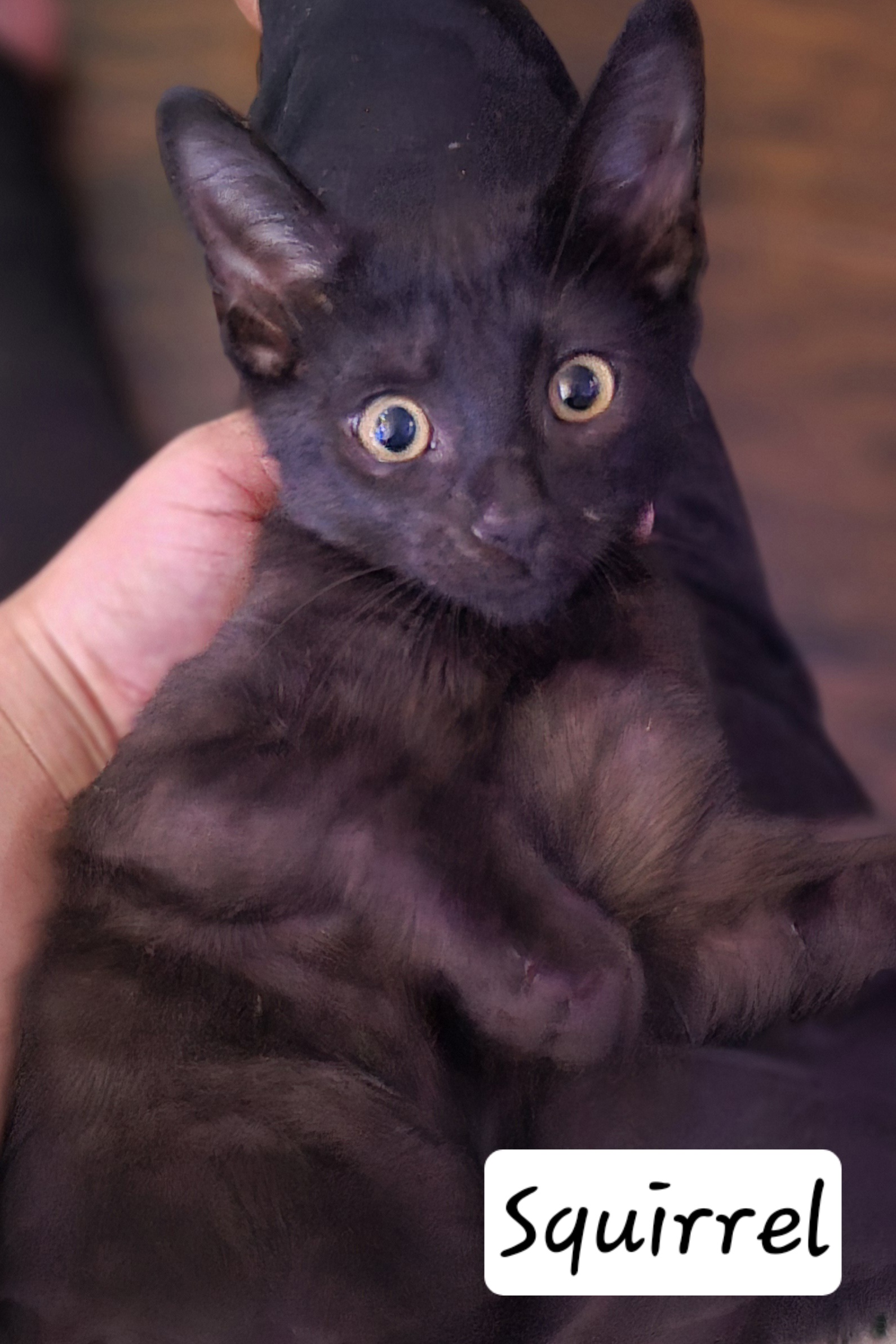 Enlarge Squirrel, a Adoptable Domestic Short Hair in Mabank, TX image 3/5